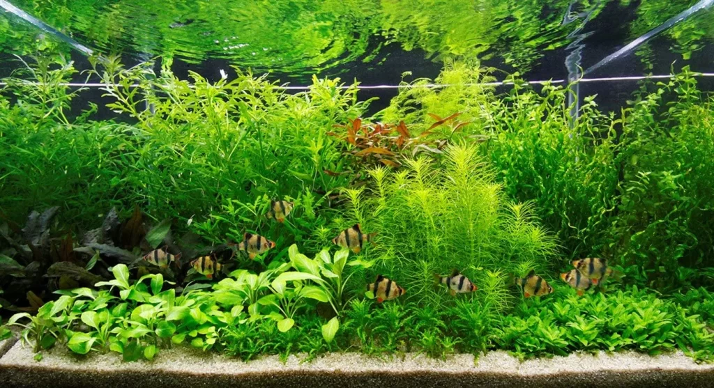 best aquarium plants to reduce nitrates